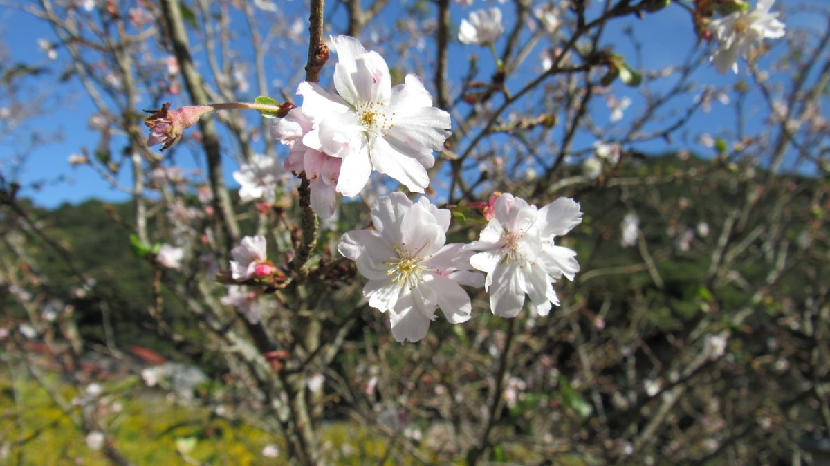 十月桜か冬桜か❔