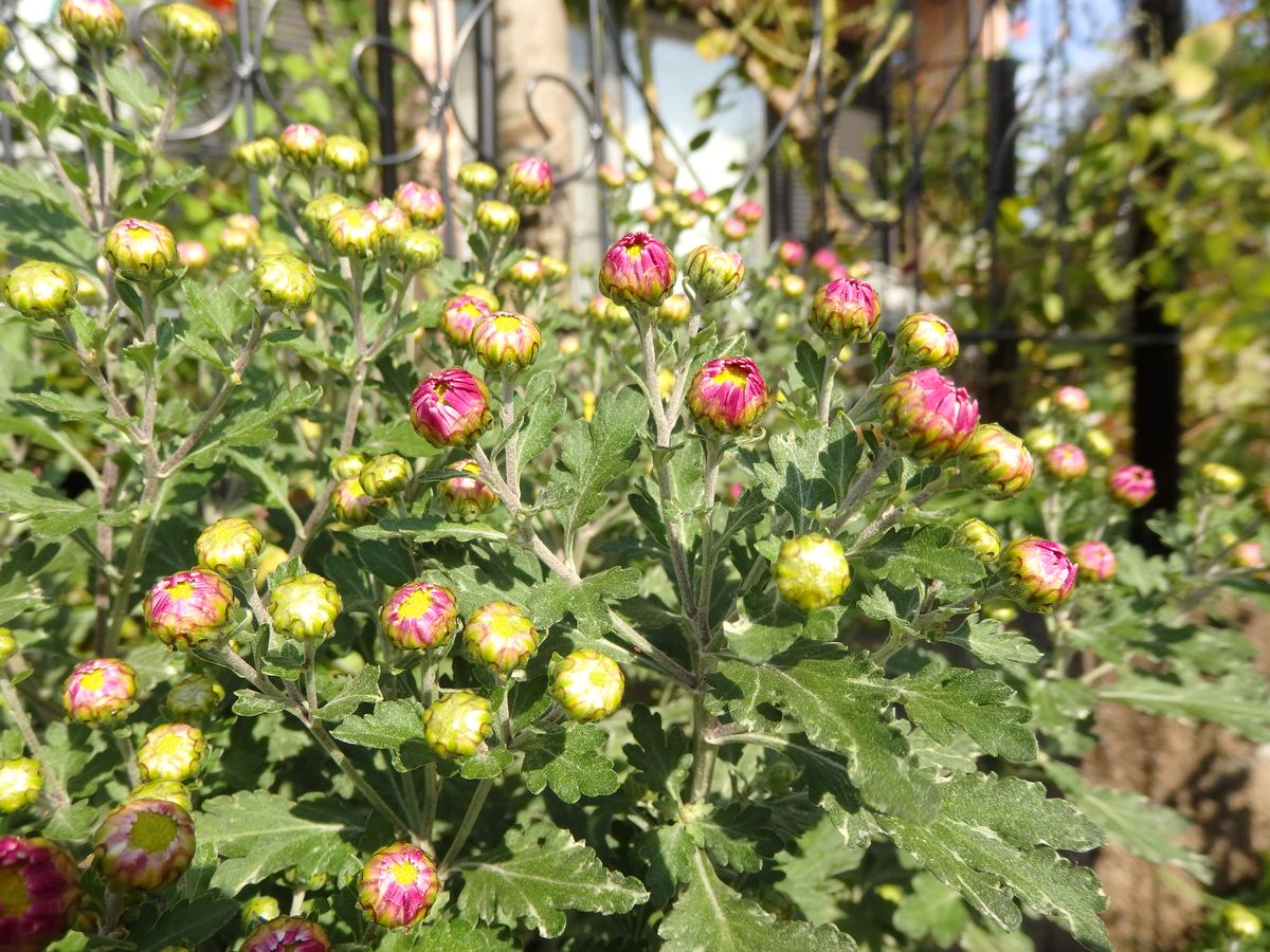 秋の日差しの中で🌹輝いて✨