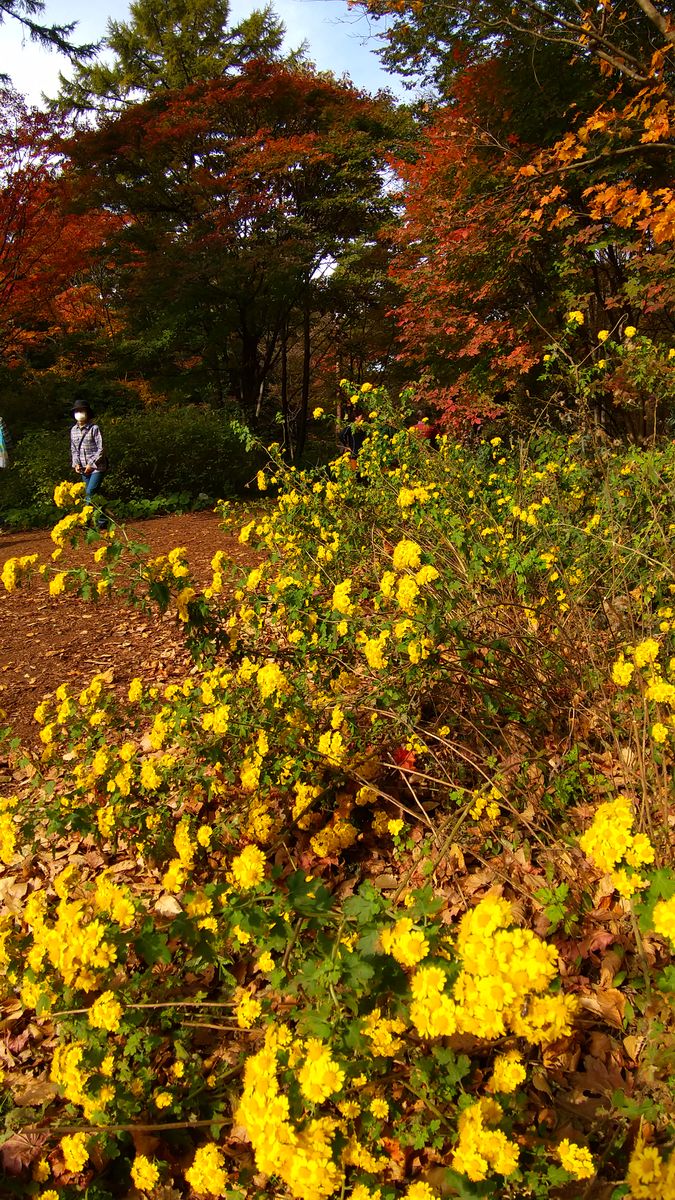 🍁赤城自然園🍁