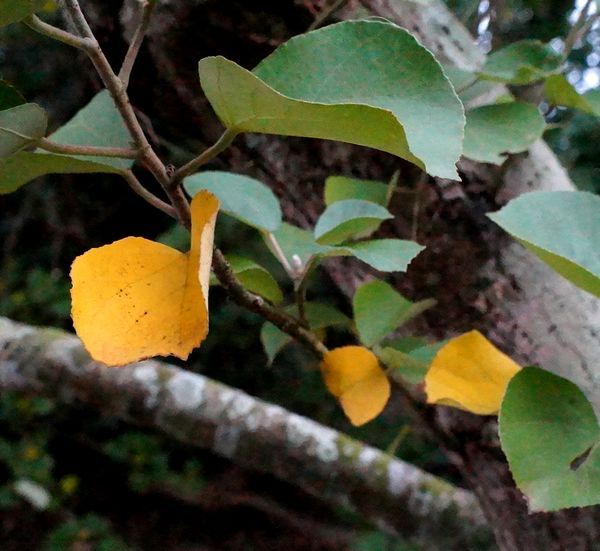 ハマボウ群生林。～11月