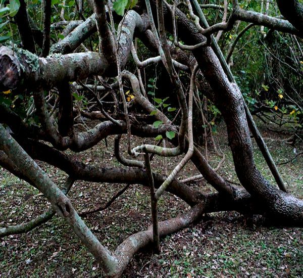 ハマボウ群生林。～11月