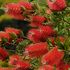 【植物図鑑】ブラシノキなど6種類の植物情報追加