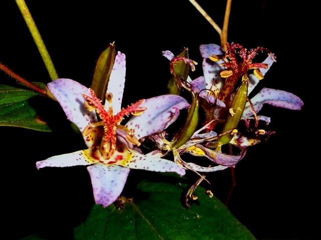 今朝の庭より･･･紫色の花