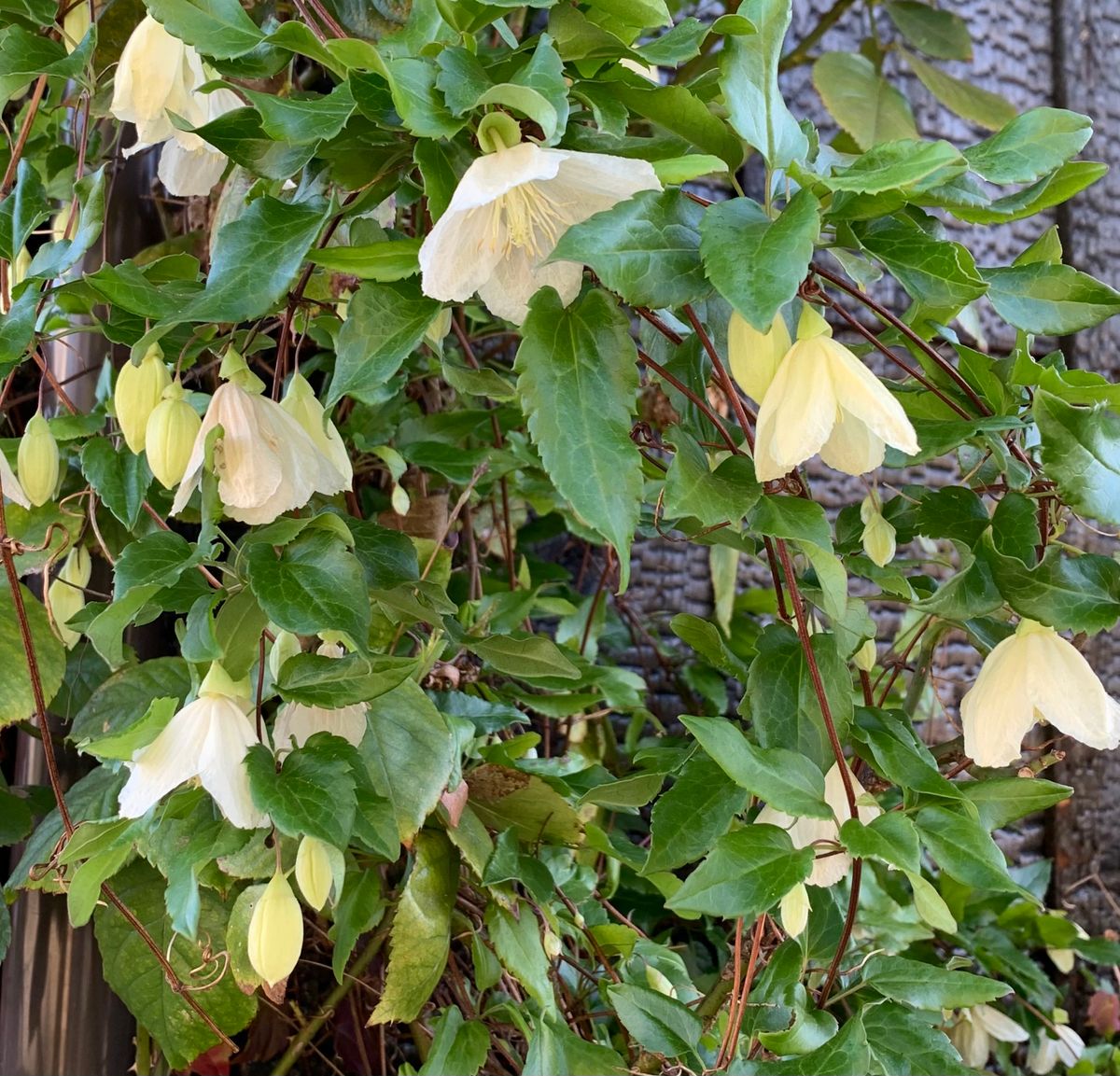 今日の花