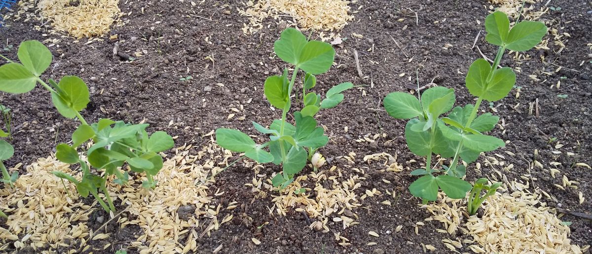 種蒔きブロッコリーを初収穫しました～🥦