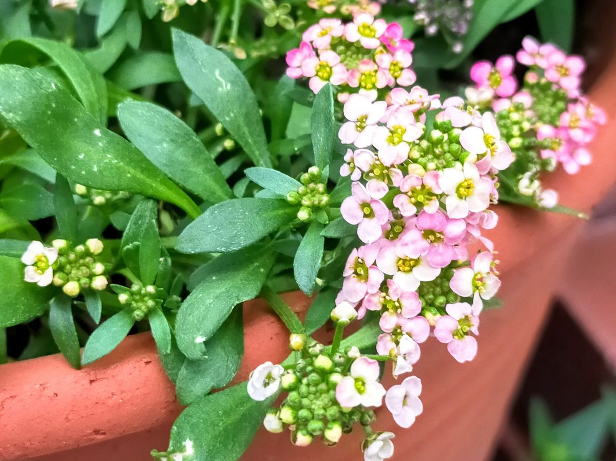 朝方は雨🌧️後晴れ⛅🌤️☀️