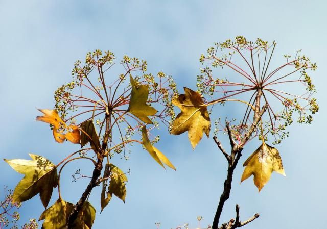 庭の紅葉-6