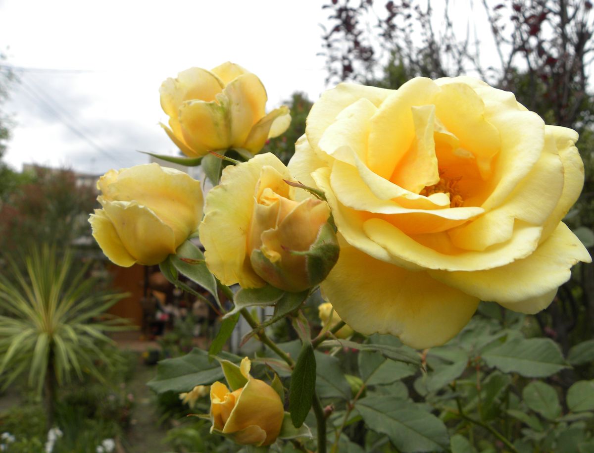 今年最終の薔薇ちゃん暖かだったから・・