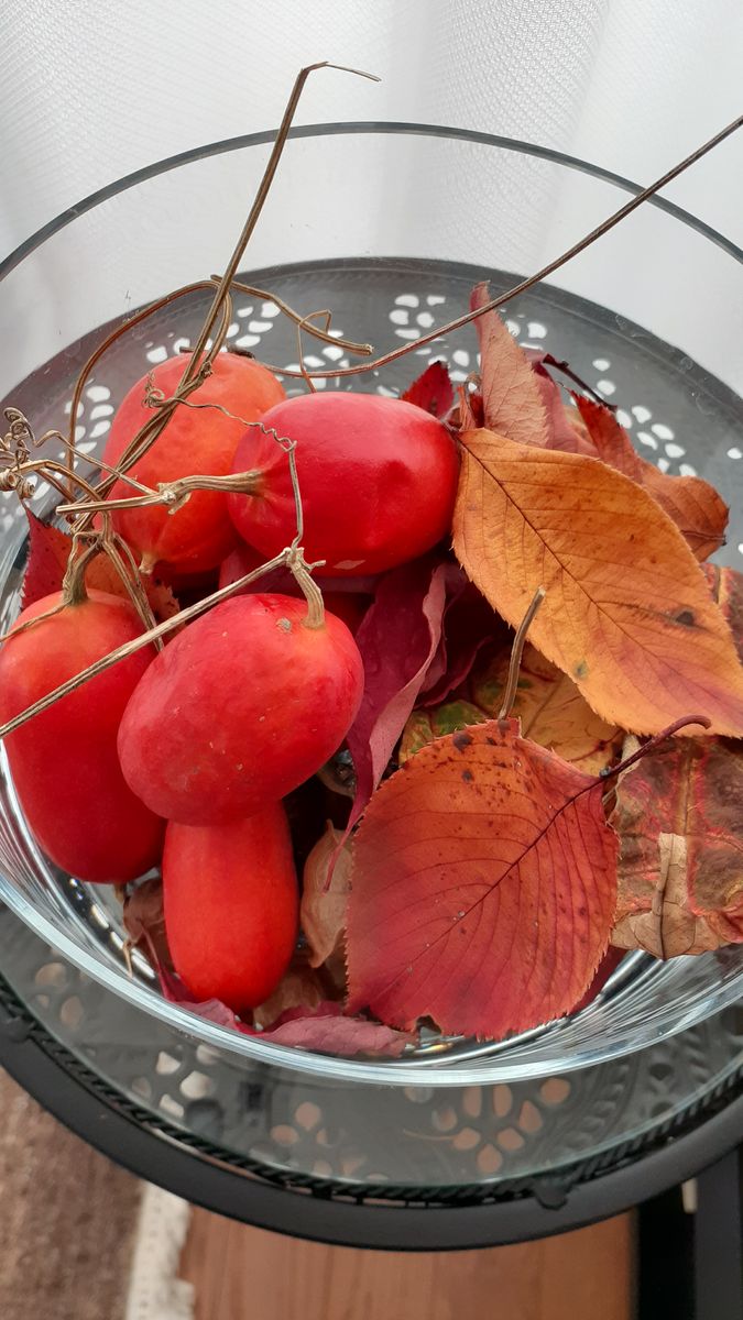 ふくおかルーバルガーデン3～初冬🍁🍂❄️の***  庭便り～秋ともサヨナラですが沢山のお土産が～～💨❗