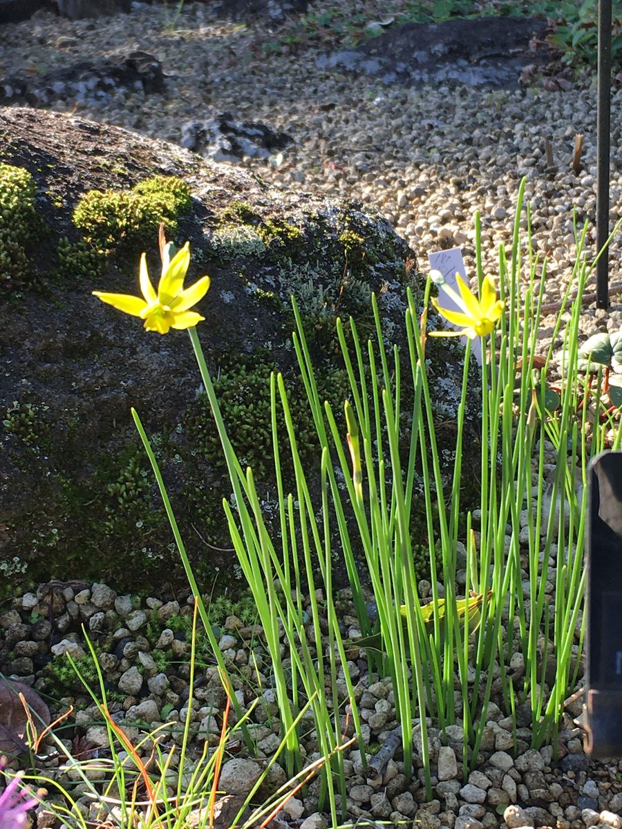 西宮市立北山緑化植物園