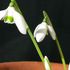 Galanthus reginae-olgae