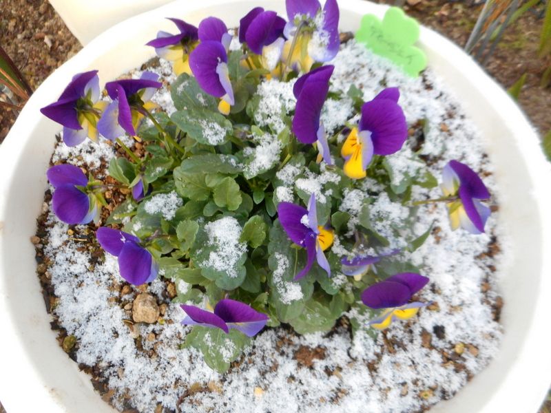 砂糖を塗した程度でした⛄