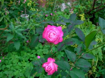 今日の薔薇