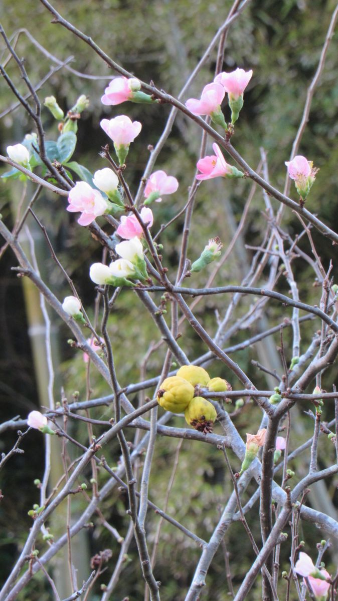 花期が変わってしまったのか木瓜