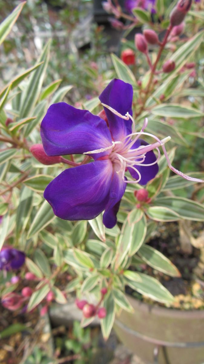 寂しい庭の花