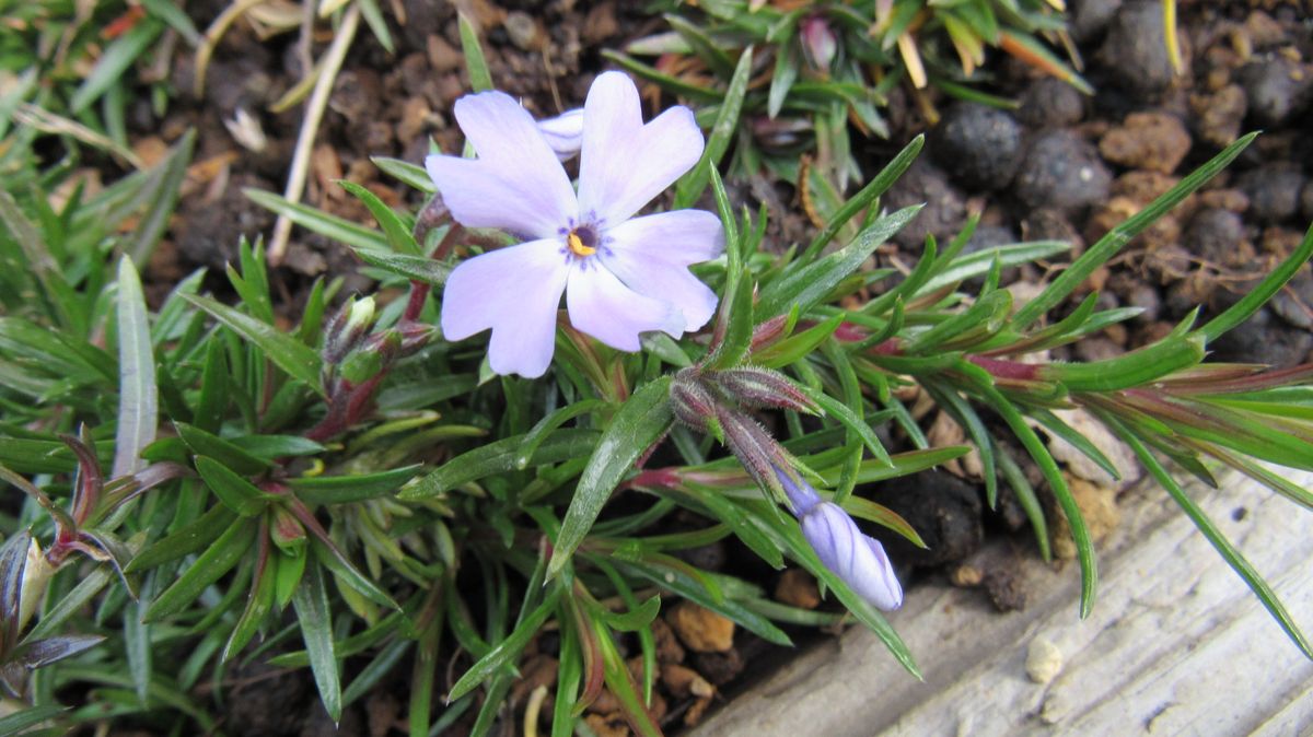 寂しい庭の花