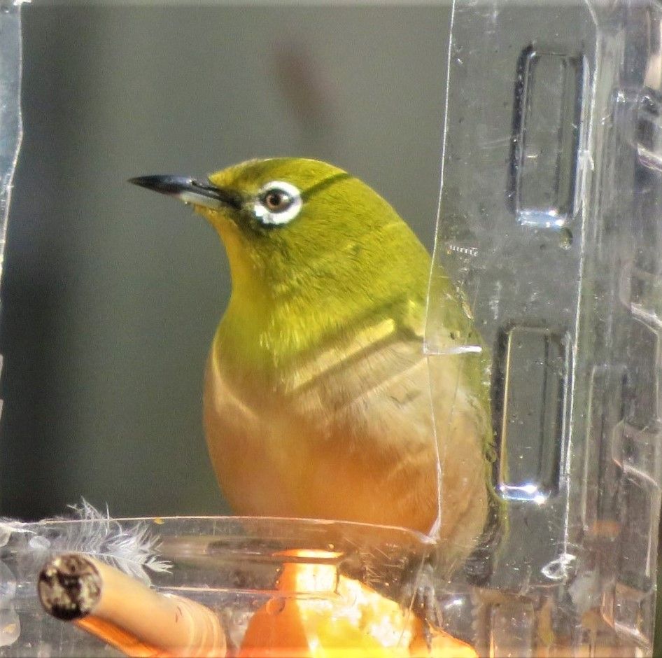 毎日やって来る🐦メジロくん