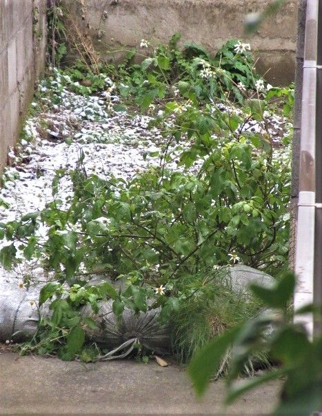 平地の我が家も雪⛄が降りました。