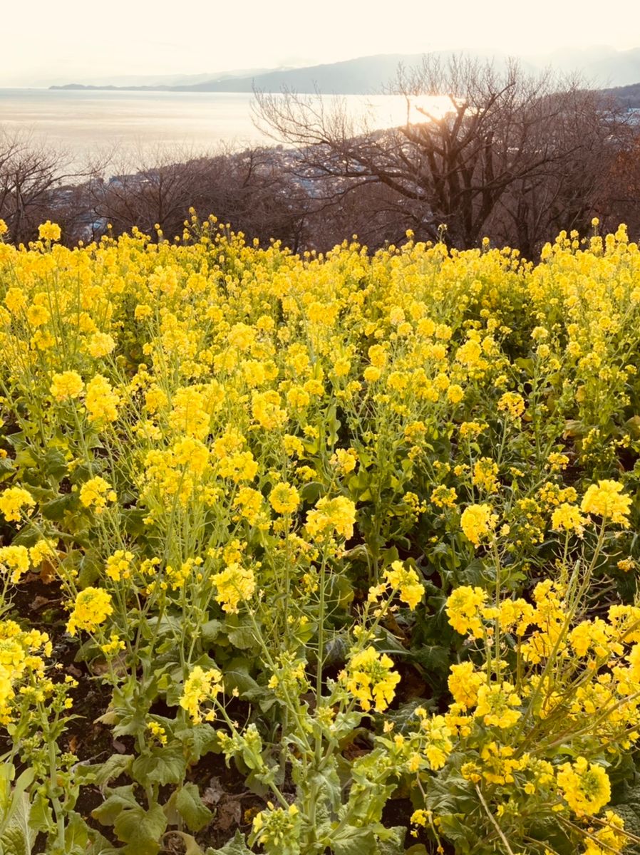 菜の花ウォッチング🎵