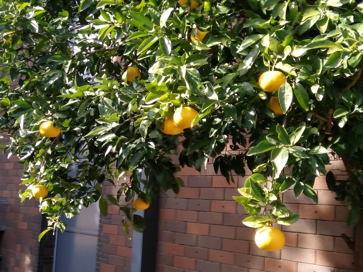 冬採れて、夏までじっと、待つデビュー～