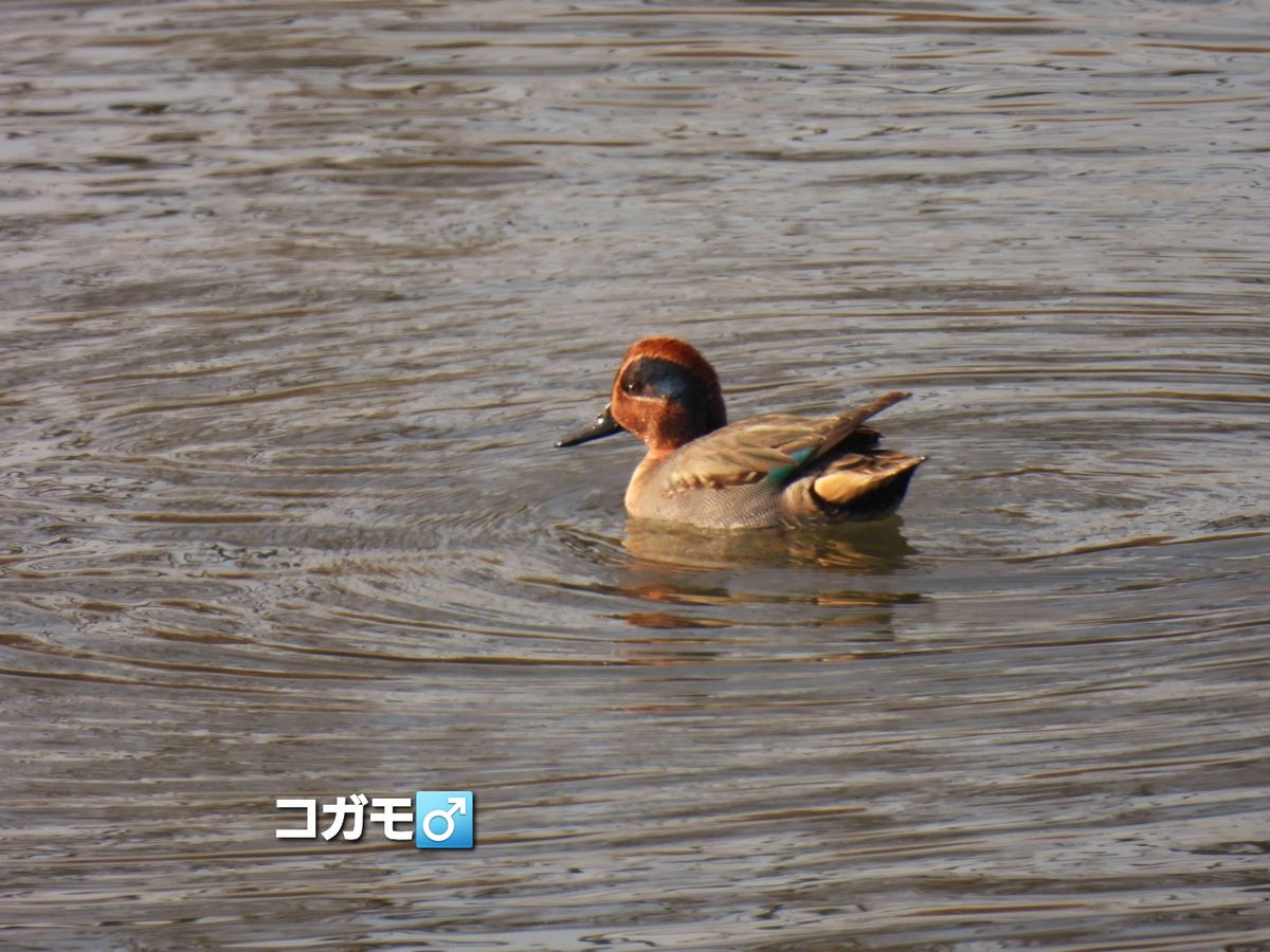 野鳥観察　4/4