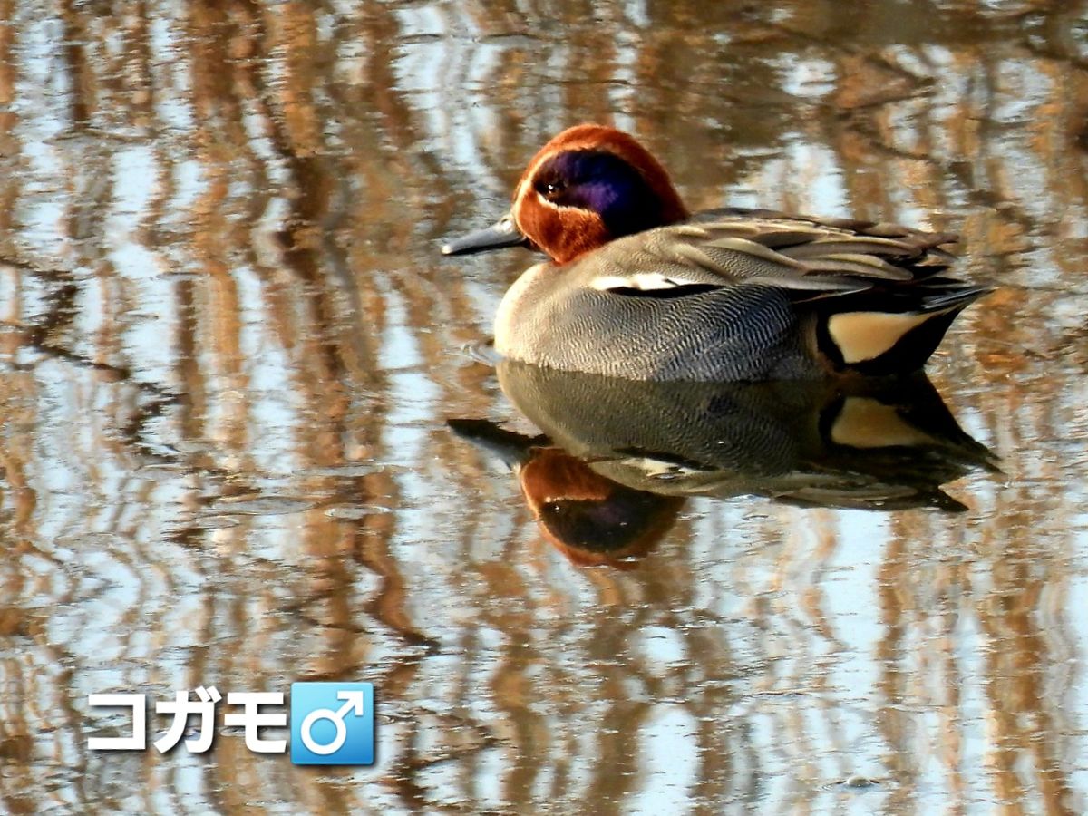 野鳥観察　乗り遅れ編