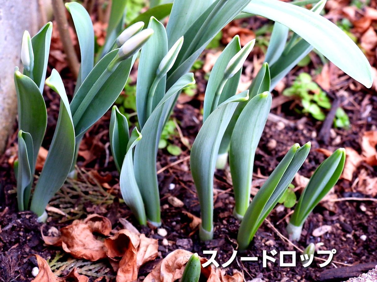 今日の(昨日撮影の)花。