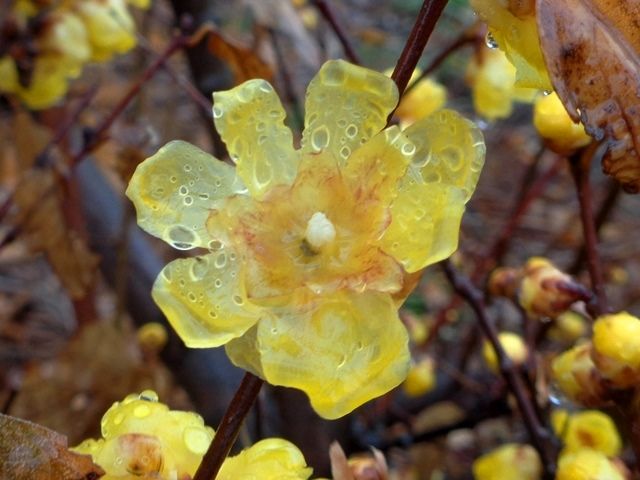 雨に濡れて･･･②