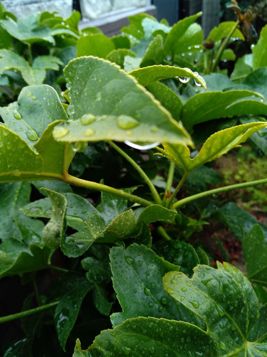 夕べから雨　朝も雨