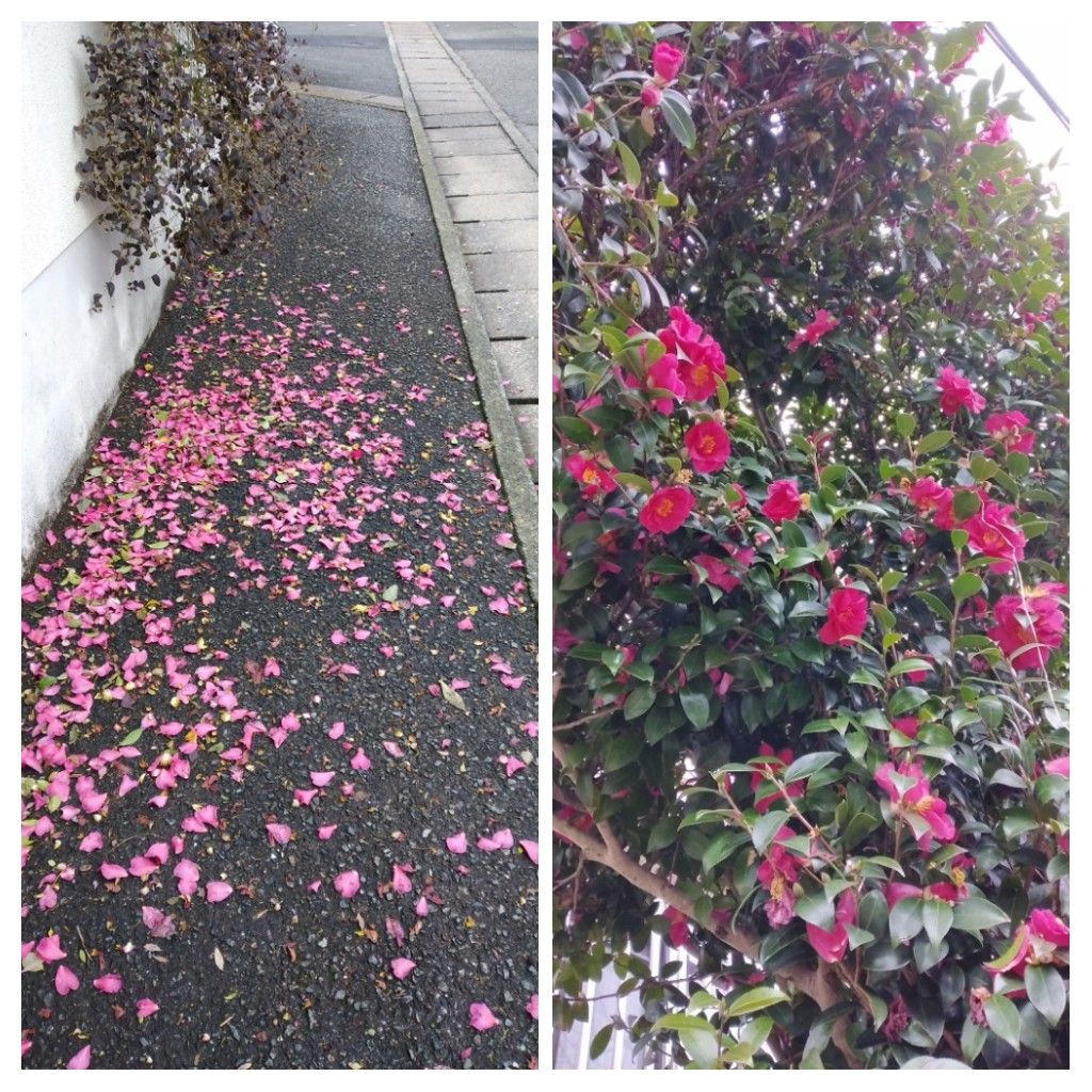 散歩道で見かけた植物！