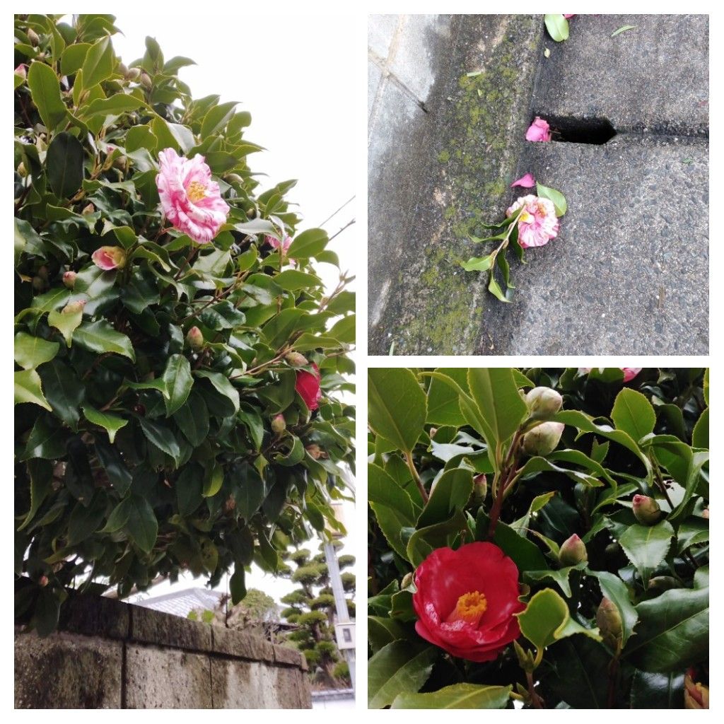 散歩道で見かけた植物！