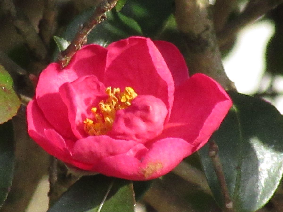 由愛(ゆめ)の花日記♪