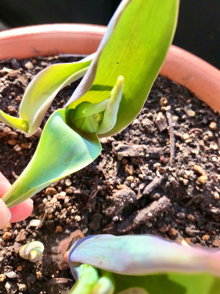 チューリップに花芽が付きました🌷