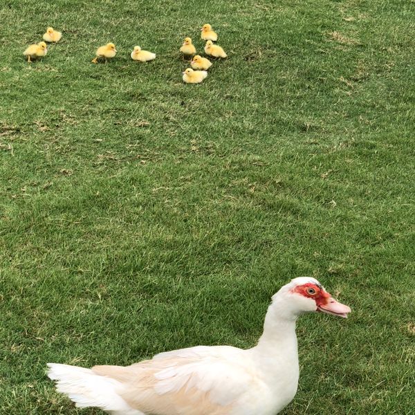 写楽㊸ カウアイ⑥ 📷ときどき⛳②