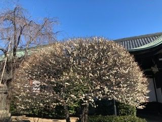 駒込の吉祥寺