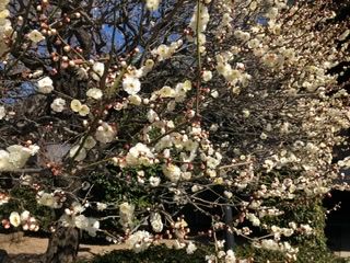 駒込の吉祥寺