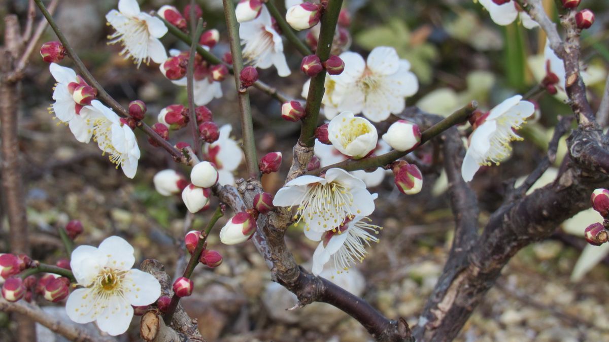 梅は咲いたか桜はまだかいな～(^^♪