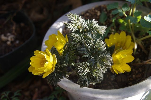 植え替え作業