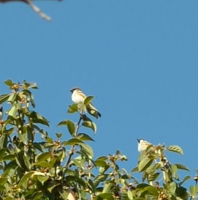 冬鳥さん