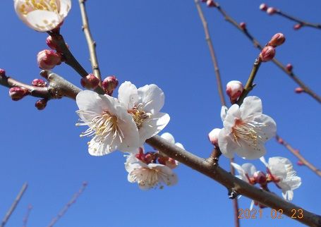 今日は、風が強い。