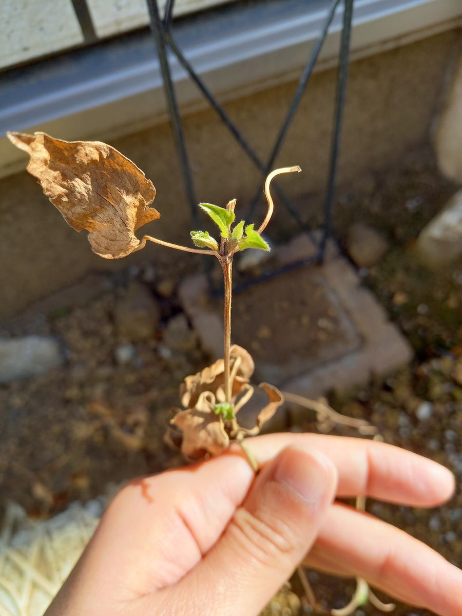 生命力🌱