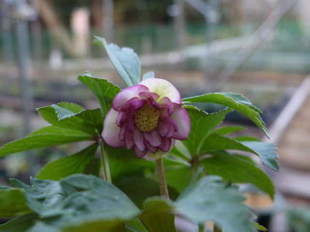 クリロの植え替え作業