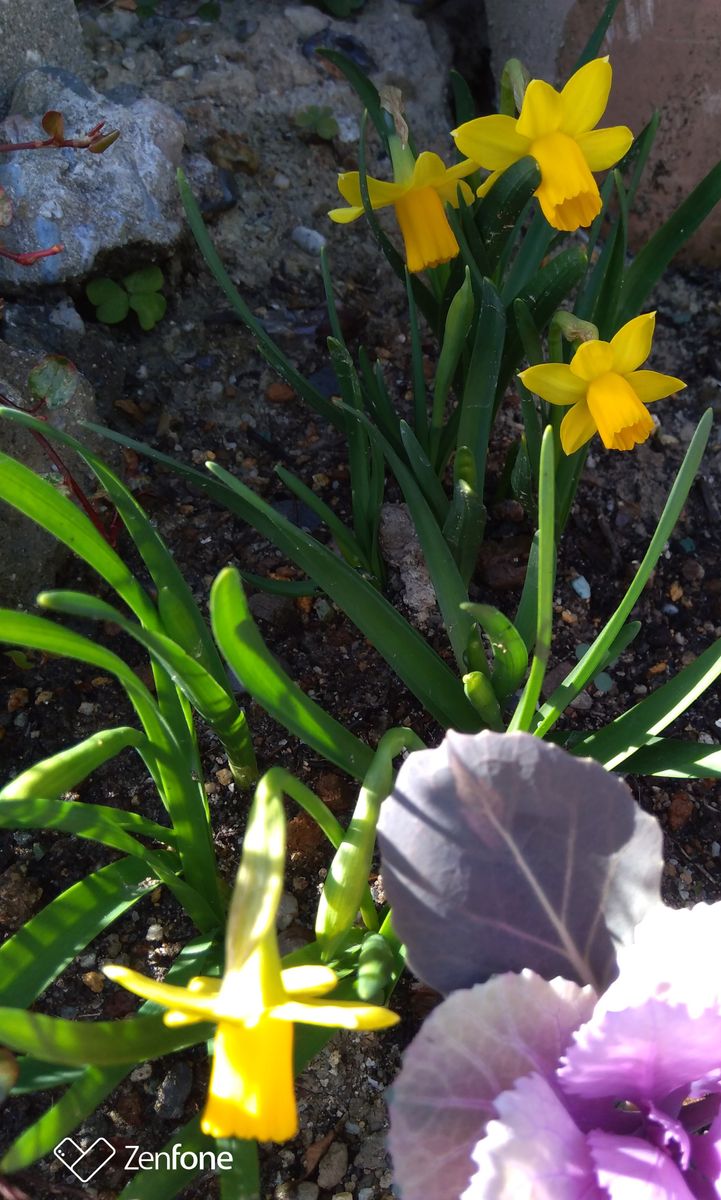 庭の花 96  黄色い水仙