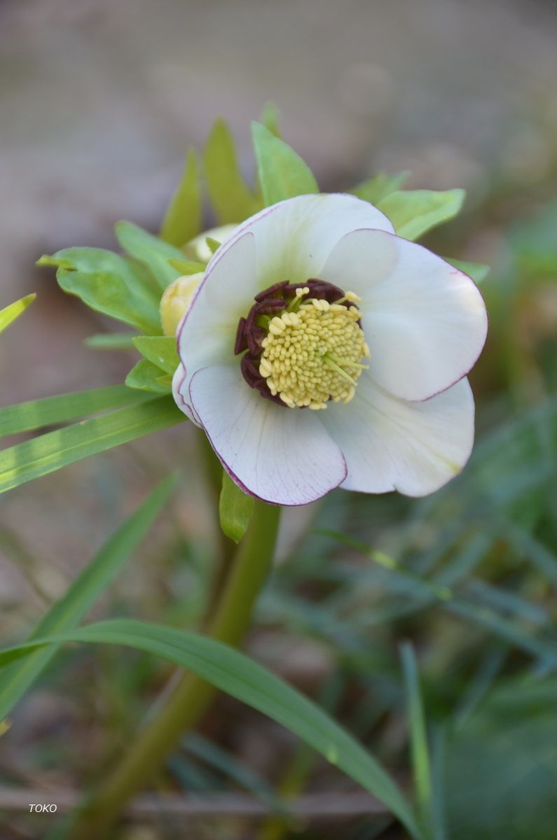  3月は…花盛り５