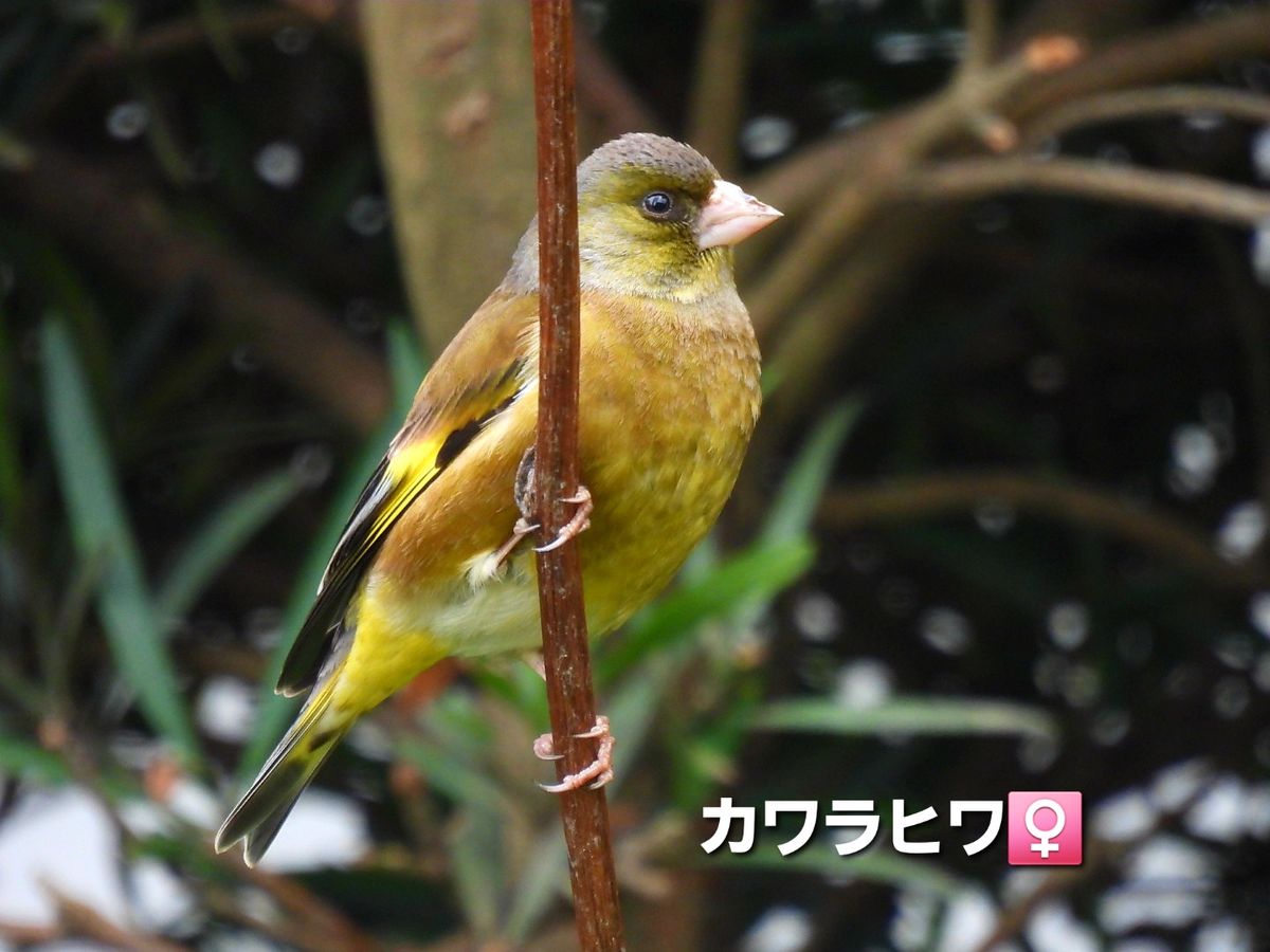 初めてのお客様