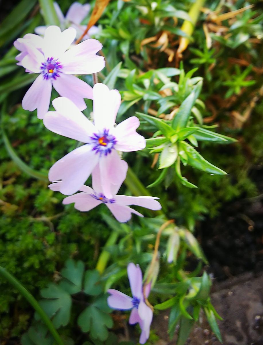 寄せ植え花壇の花