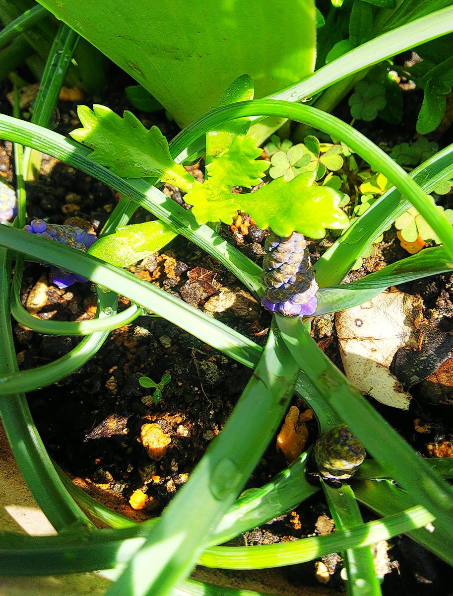 寄せ植え花壇の花