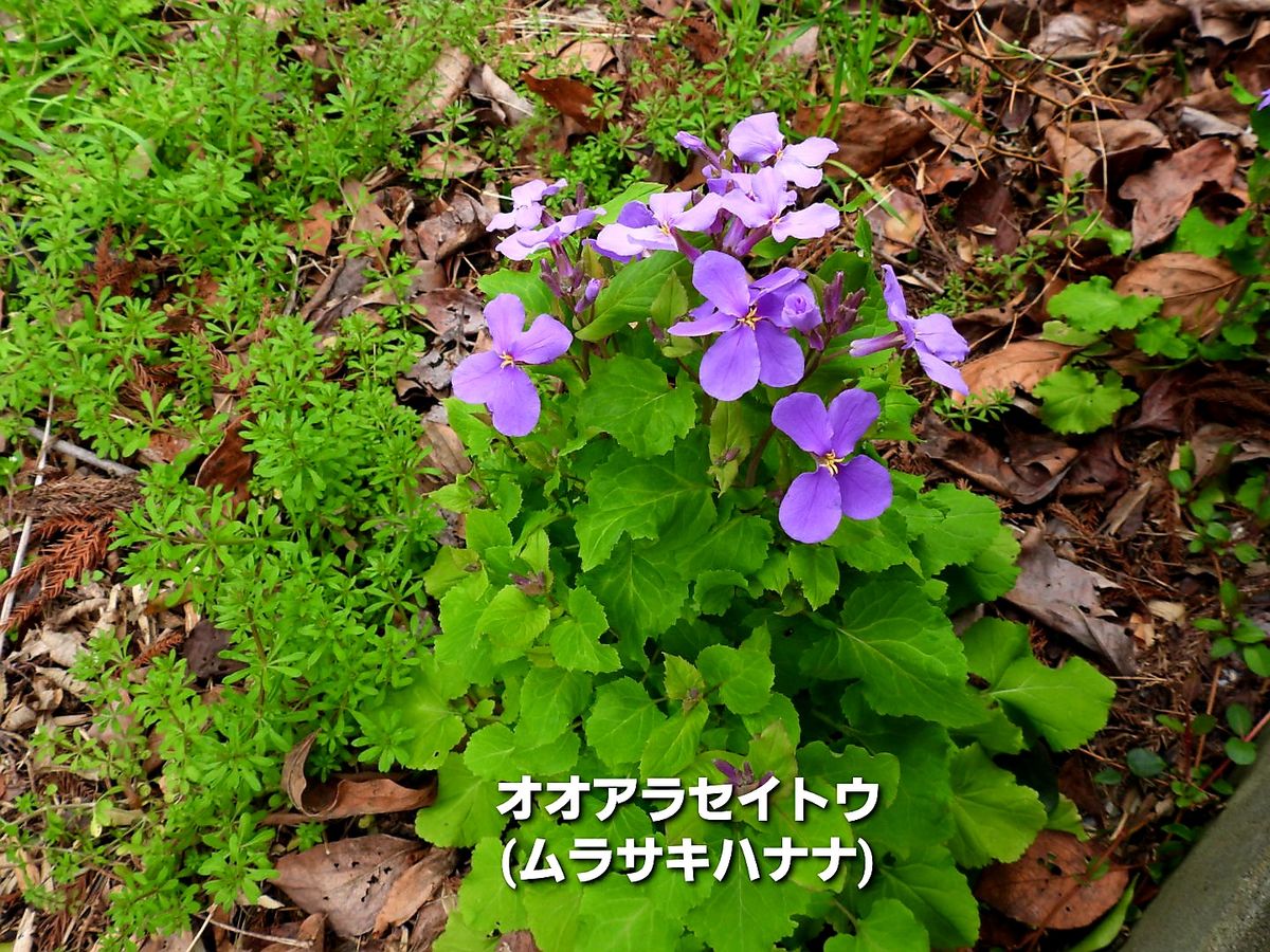 ウォーキングで見掛けた草花・その１