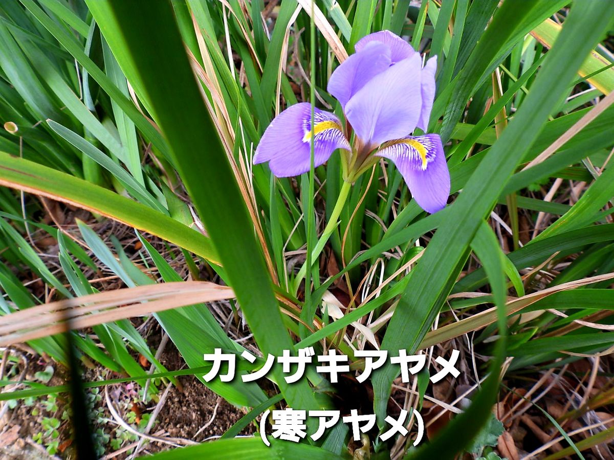 ウォーキングで見掛けた草花・その１