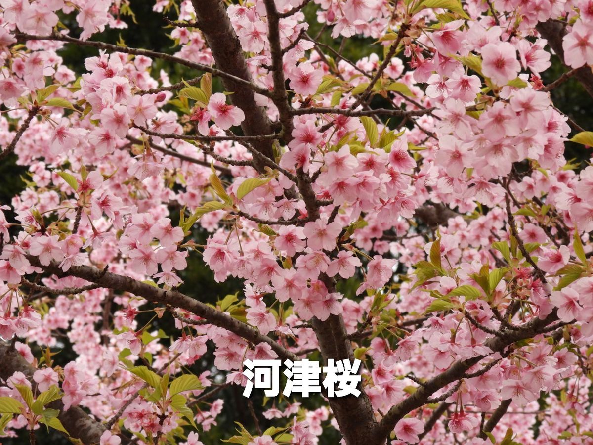 葉桜が始まった河津桜